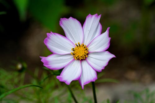 Purple and White Flower in Close-Up Photography