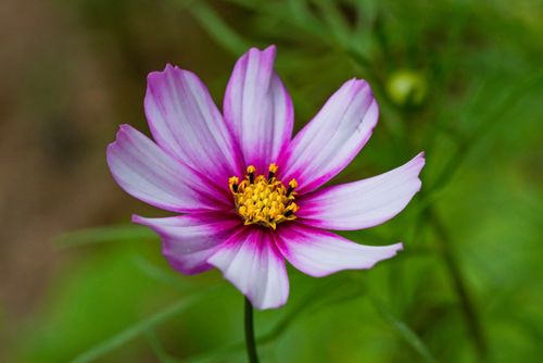 Free Close-up of a vibrant pink cosmos flower in full bloom against a natural green background. Stock Photo