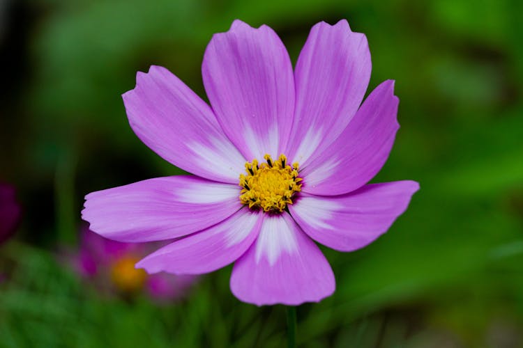 Close-up Of A Purple Cosmos Flower