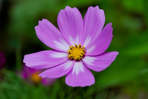 Free Close-up of a vibrant pink cosmos flower showcasing its delicate petals and vivid colors. Stock Photo