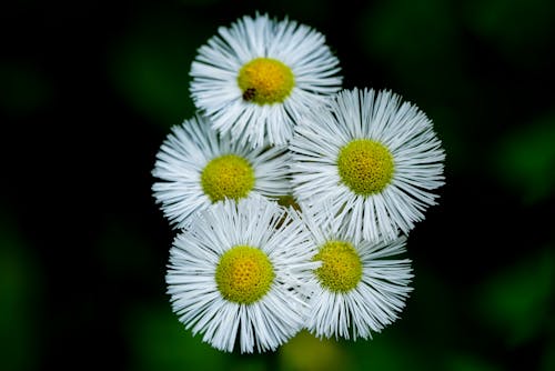 Free White and Yellow Daisy Flowers in Close-Up Photography Stock Photo