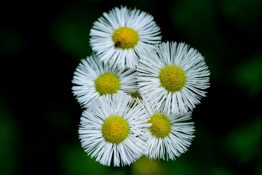 White and Yellow Daisy Flowers in Close-Up Photography