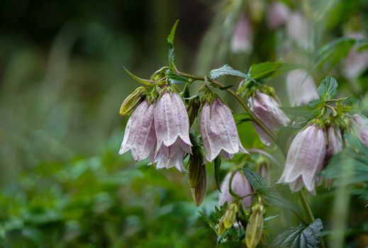 Charming spotted bellflowers with delicate purple petals amidst lush green leaves.