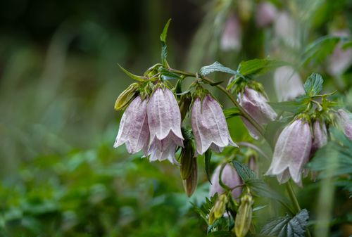 Free Charming spotted bellflowers with delicate purple petals amidst lush green leaves. Stock Photo