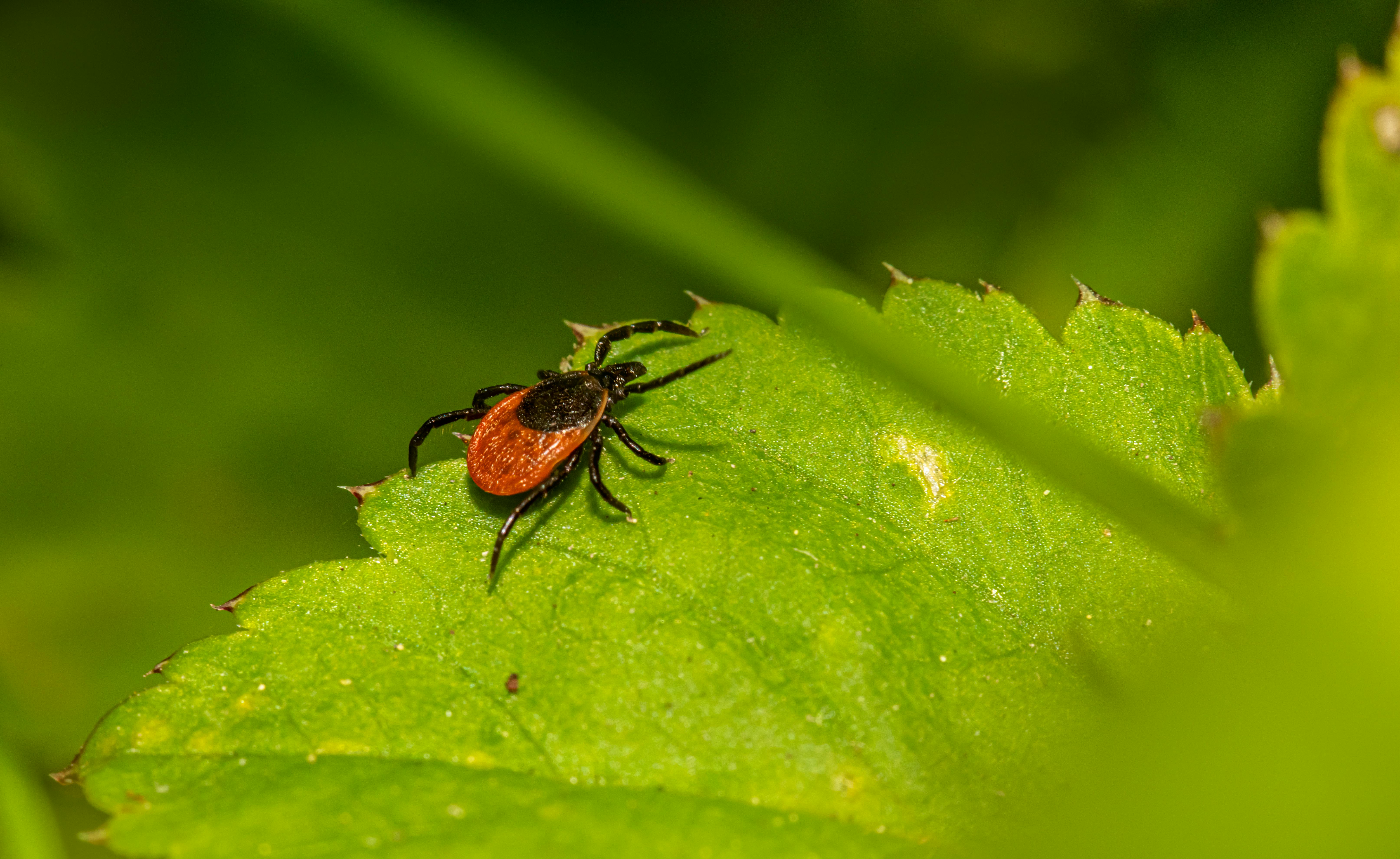 Natural Options for Flea and Tick Control