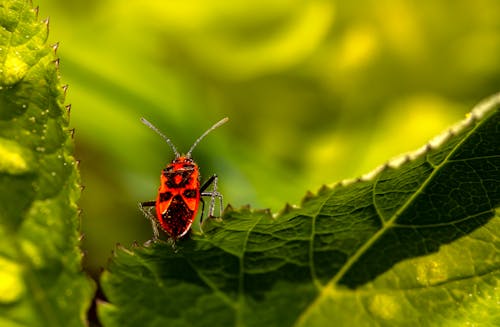 Red and Black Bug on Green Leaf