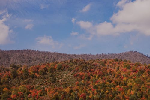 Free Beautiful Scenery of Trees during Autumn Season Stock Photo
