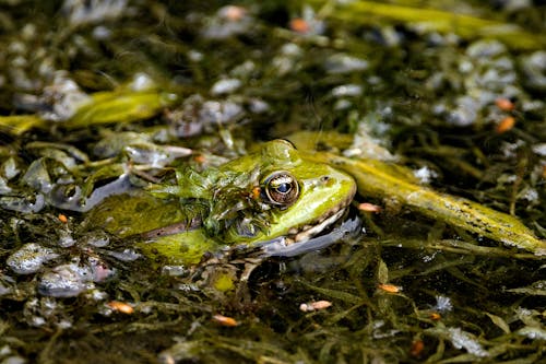 Бесплатное стоковое фото с вода, водяная лягушка, зеленый
