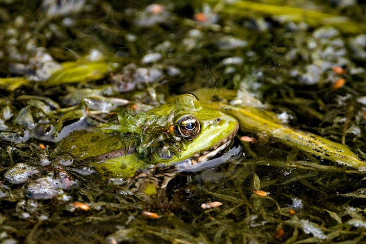 Close-up Of A Water Frog 