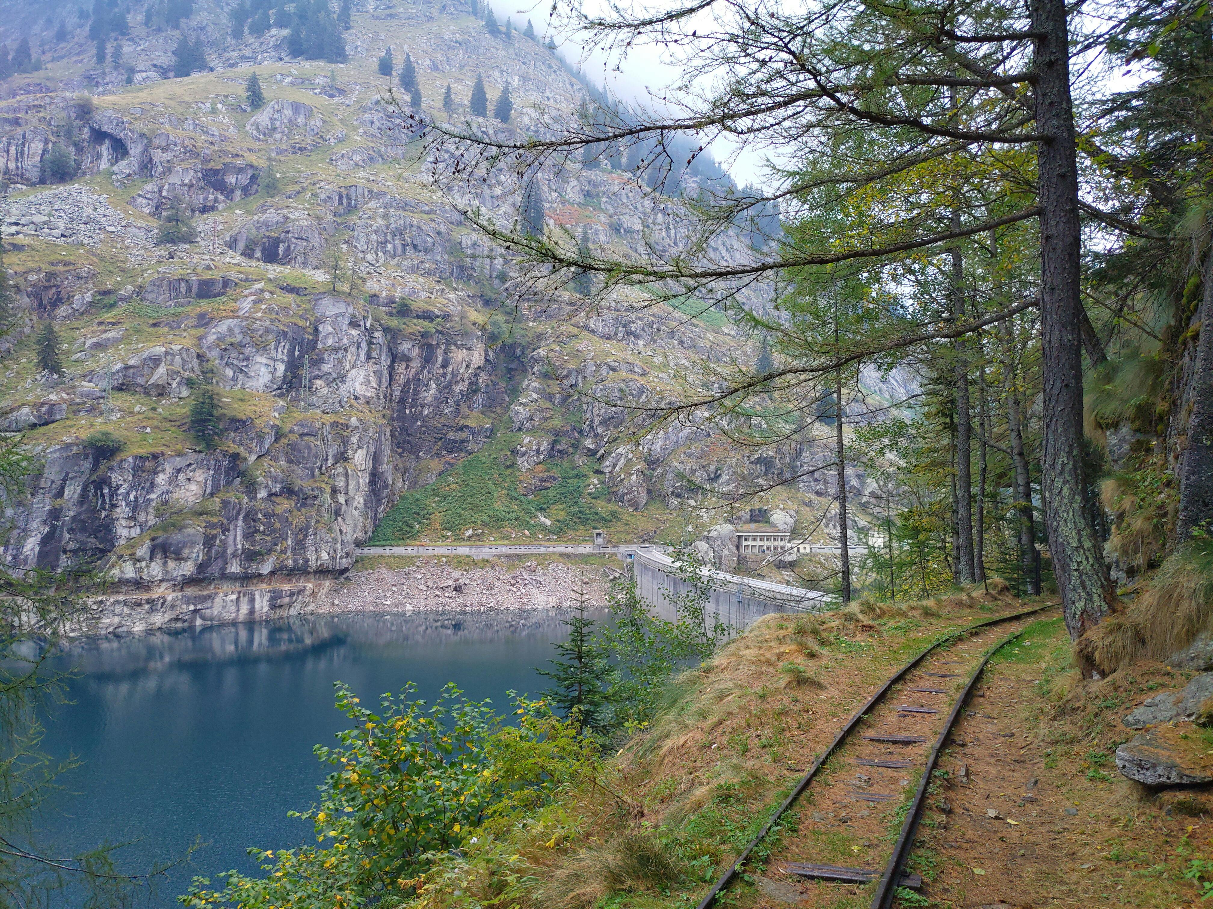 Why do trees cry water?