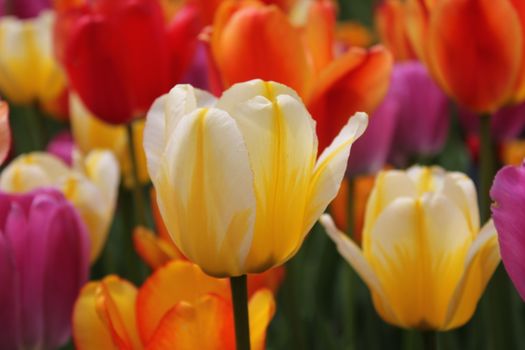 A colorful array of blooming tulips showcasing vibrant springtime beauty.