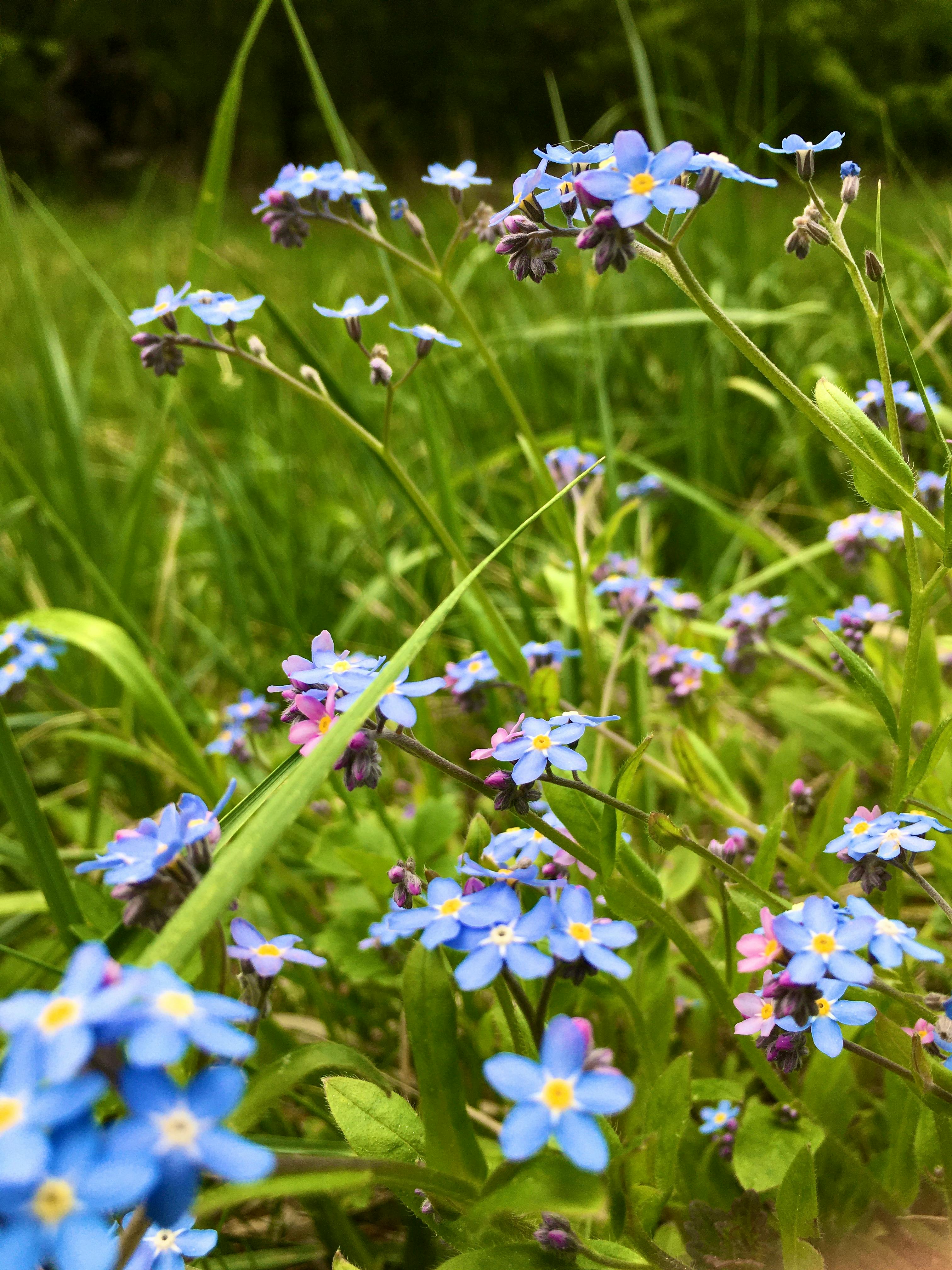 Blooming Spring Flowers by Sun Pixel Photography