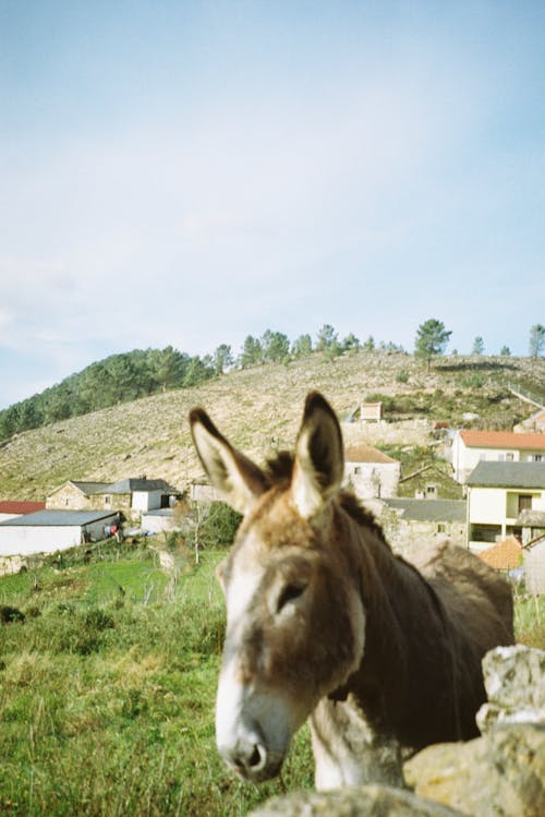 Donkey on Field in Village