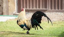White Red and Black Rooster on Green Grass Field