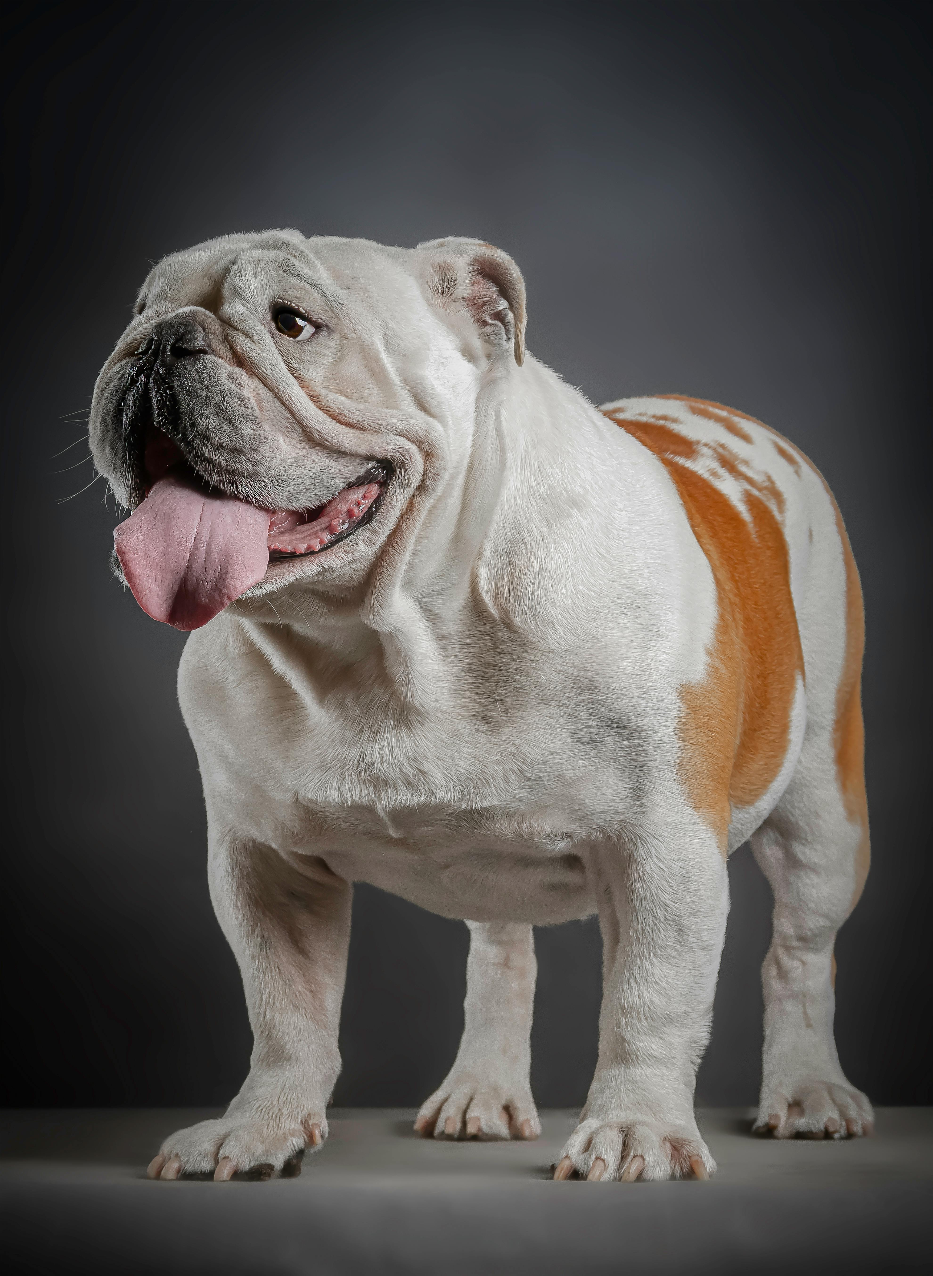 Premium Photo  English bulldog on the lawn portrait pets a purebred dog