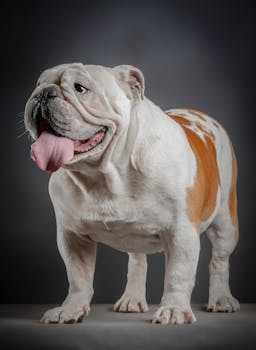 Close-up portrait of a cute English bulldog standing indoors against a neutral background.
