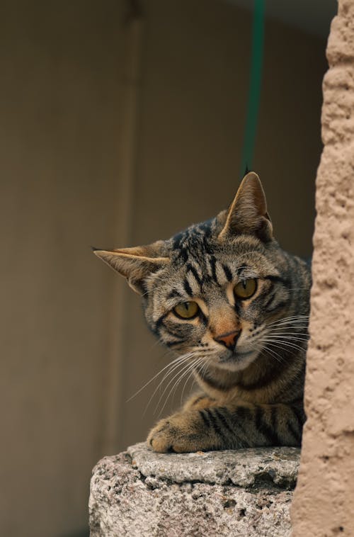 Close-Up Shot of a Tabby Cat 