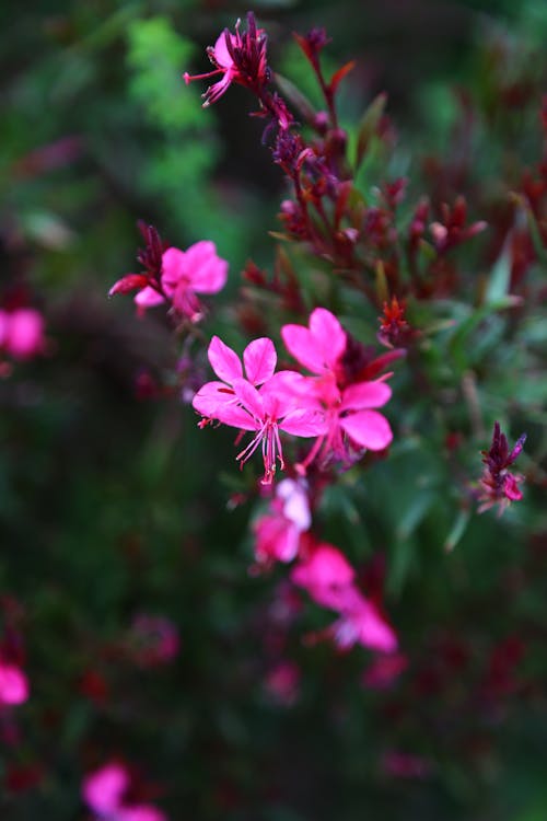 คลังภาพถ่ายฟรี ของ กลีบดอก, การเจริญเติบโต, ดอกไม้สีชมพู