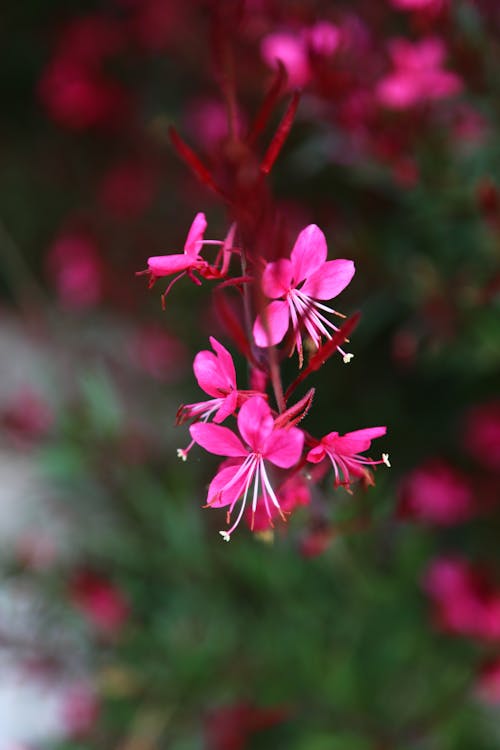Close up of Flowers