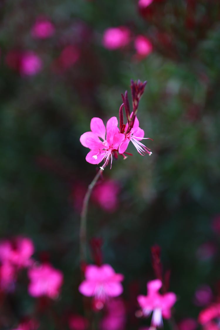 Pink Gaura Flowers In Tilt Shift Lens