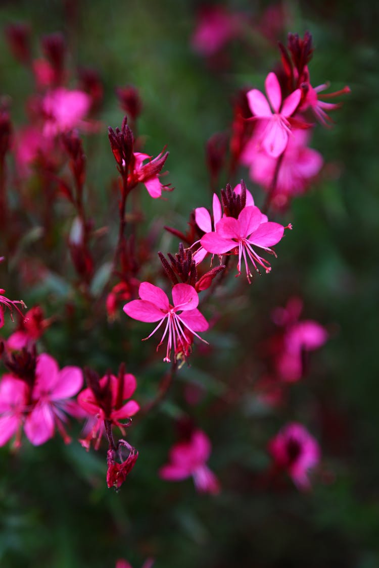 Beautiful Pink Gaura Flowers In Tilt Shift Lens