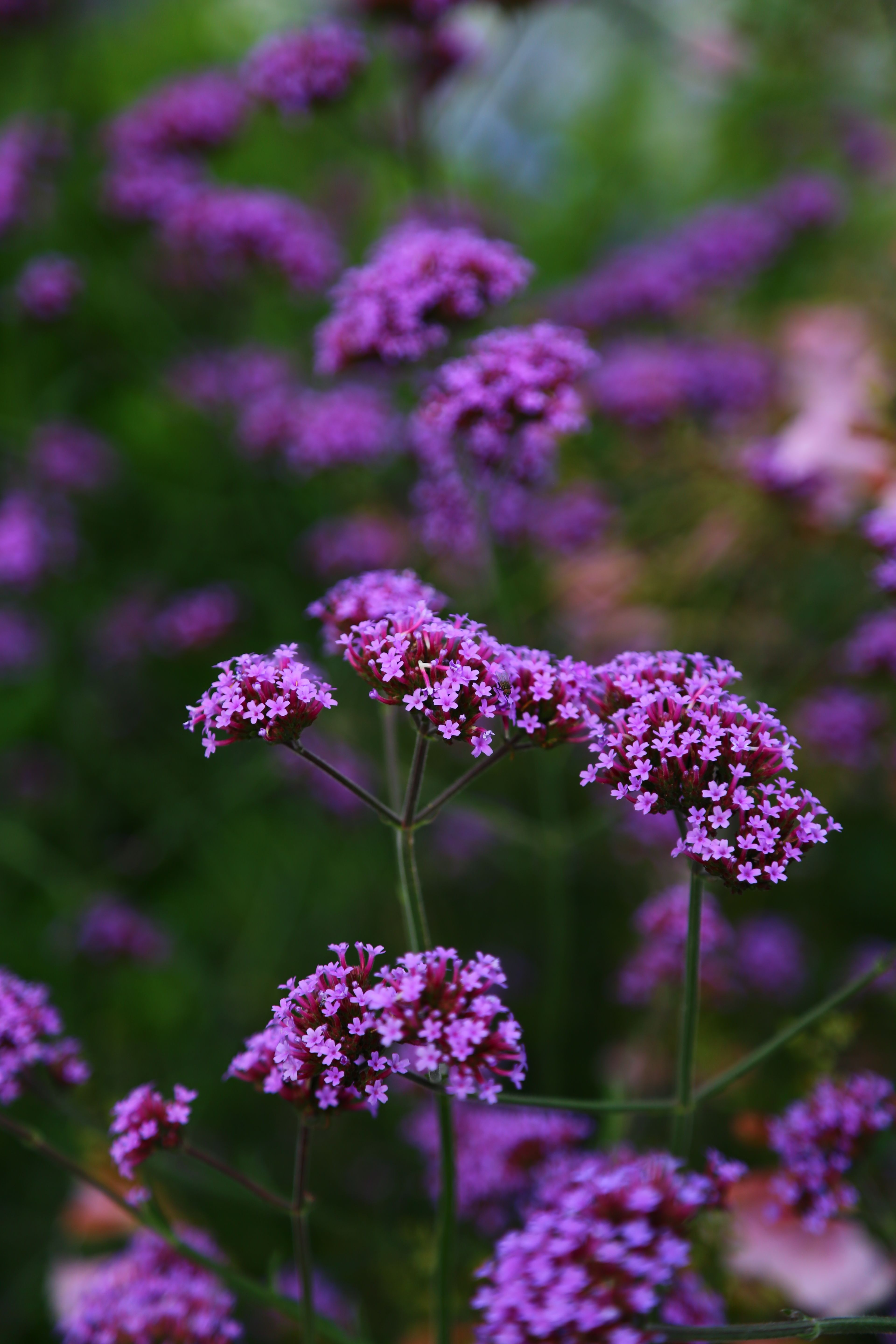 Vibrant purpletop vervain flowers blooming in a lush garden setting.