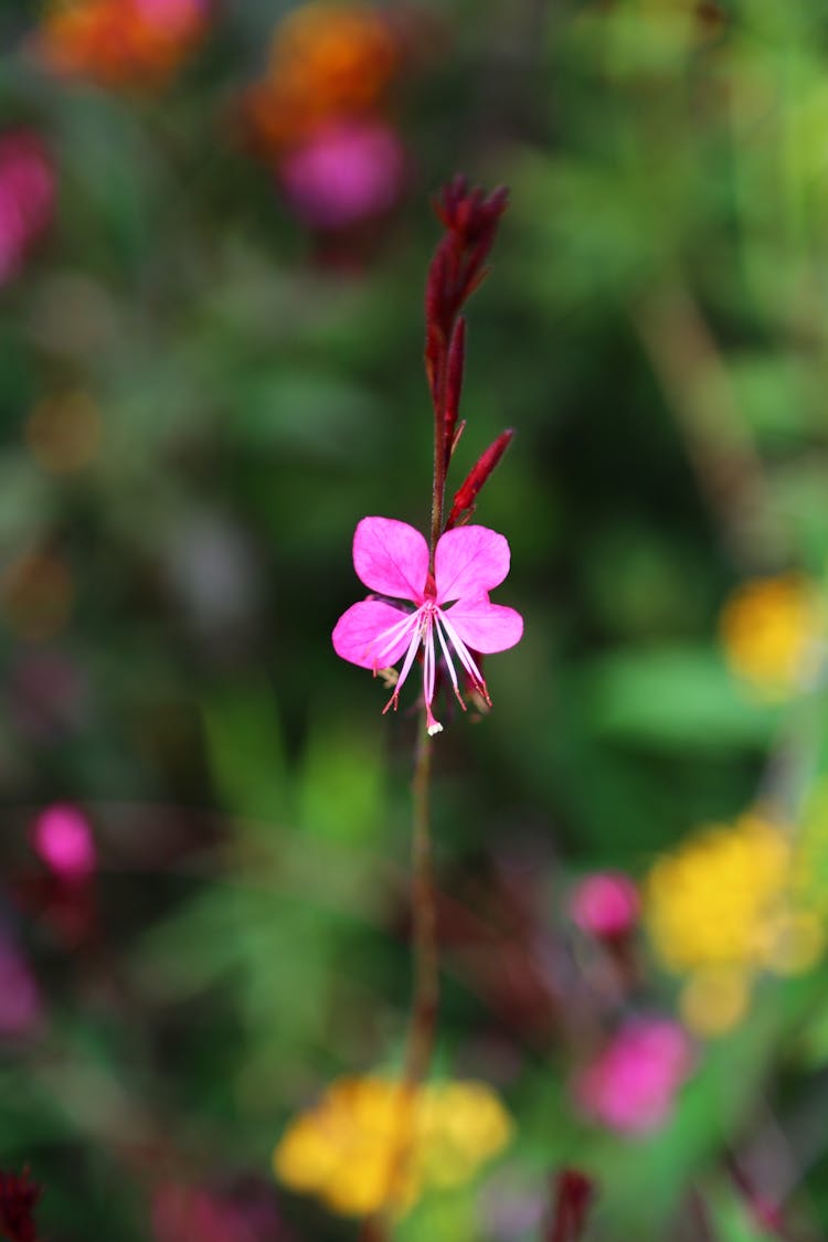 Pink Gaura Flower In Tilt Shift Lens