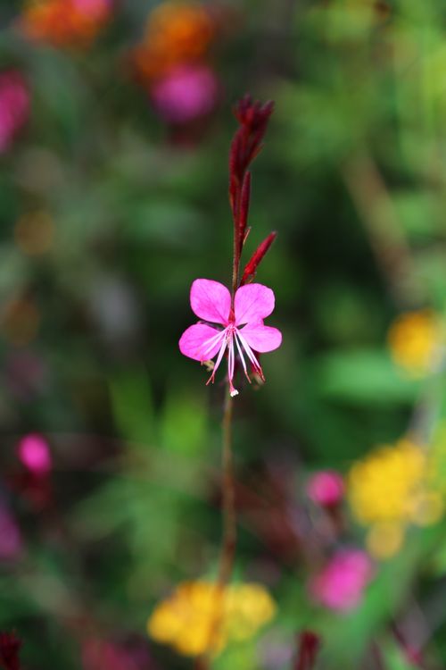 Free Close-up of a vibrant pink gaura flower blooming outdoors, showcasing nature's beauty. Stock Photo