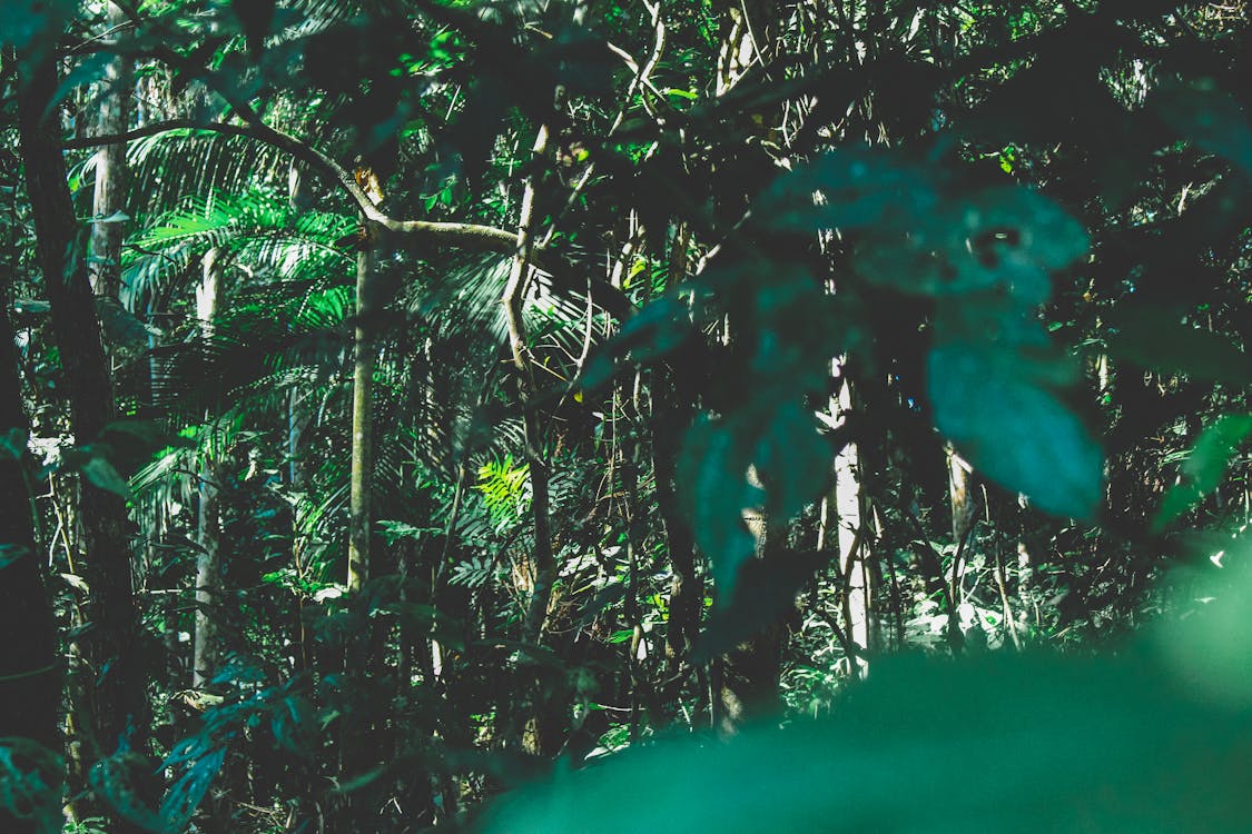 Δωρεάν στοκ φωτογραφιών με Βραζιλία, δασικός, δέντρα