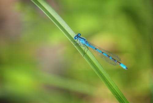 Free Blue Damselfly Perched on Green Leaf in Close Up Photography Stock Photo