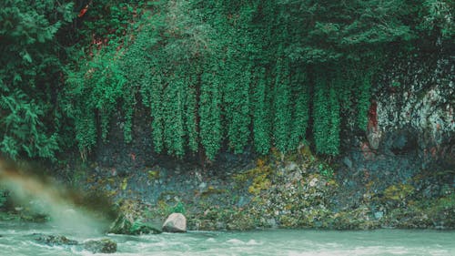 Gratis stockfoto met avontuur, bomen, fabrieken