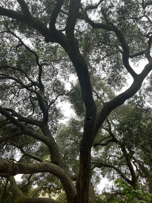 Free Serene view of sprawling oak tree branches reaching toward the sky in a peaceful California setting. Stock Photo