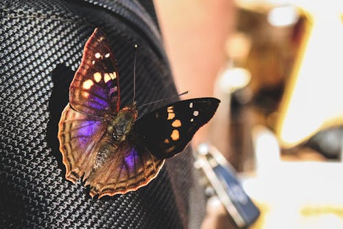 검은 섬유에 자리 잡고 있는 검은색과 보라색 나비의 근접 사진