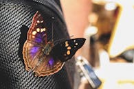 一只色彩斑斓的多科帕蝴蝶停在纹理织物上，背景模糊的特写镜头