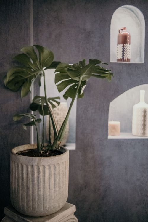 Free A stylish indoor scene featuring a potted Monstera plant and decorative pottery on a shelf. Stock Photo