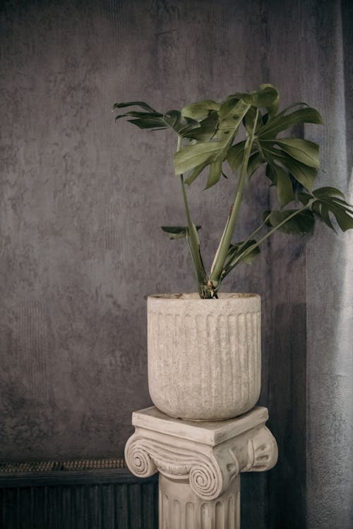 Potted Plant on Column