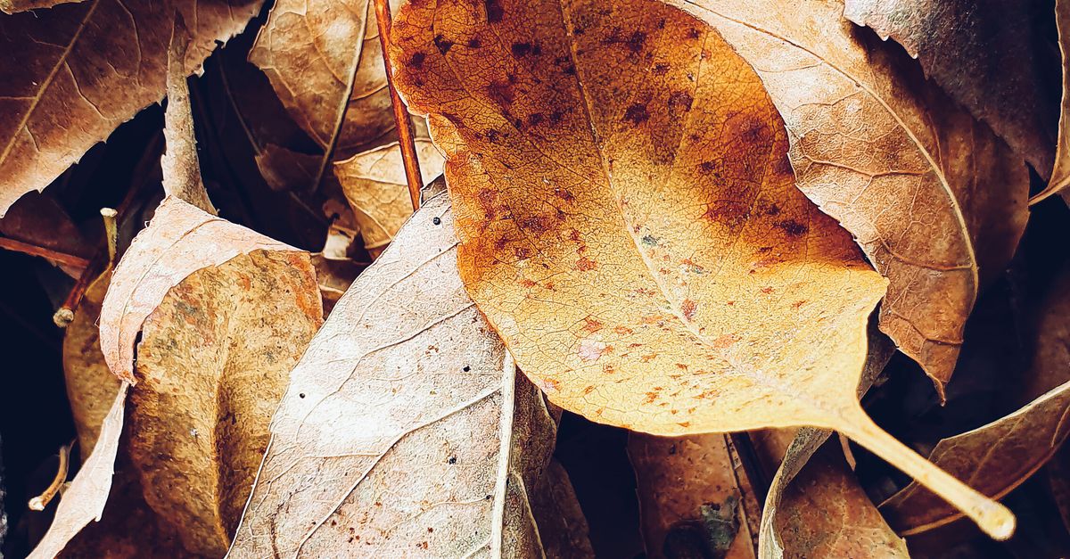 Leaves Stack Photo of Stack of Autumn Leaves · Free Stock Photo