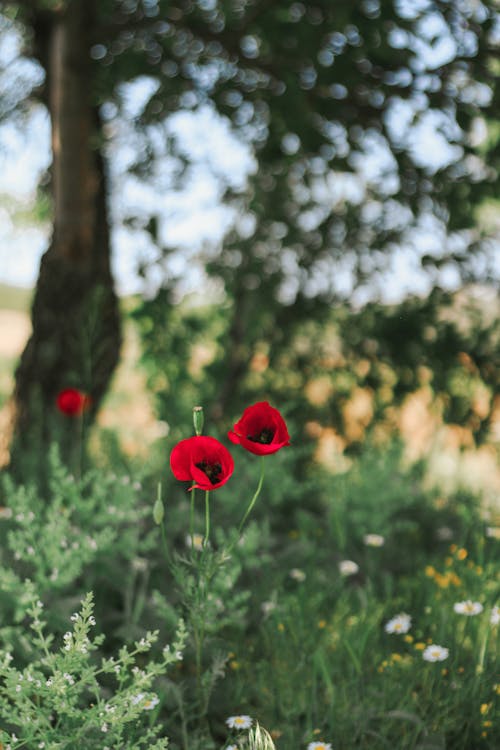 Foto stok gratis alam, bidang, bunga poppy
