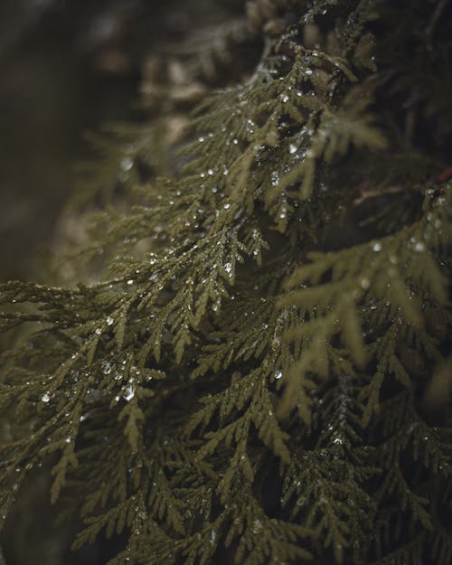 Close-up of Raindrops on Thuja Tree