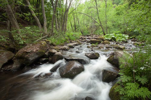 Free Wild Forest River Stock Photo
