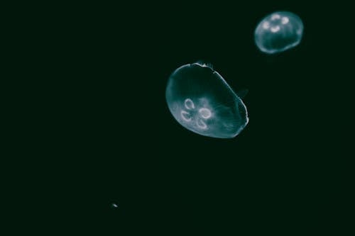 Free Jellyfishes Swimming Underwater Stock Photo