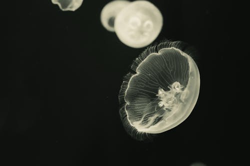 White Jelly Fish Close-Up Photo
