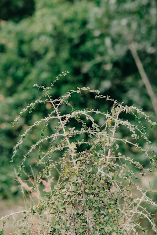 Gratis Fotos de stock gratuitas de arbusto, coprosma virescens, crecimiento Foto de stock