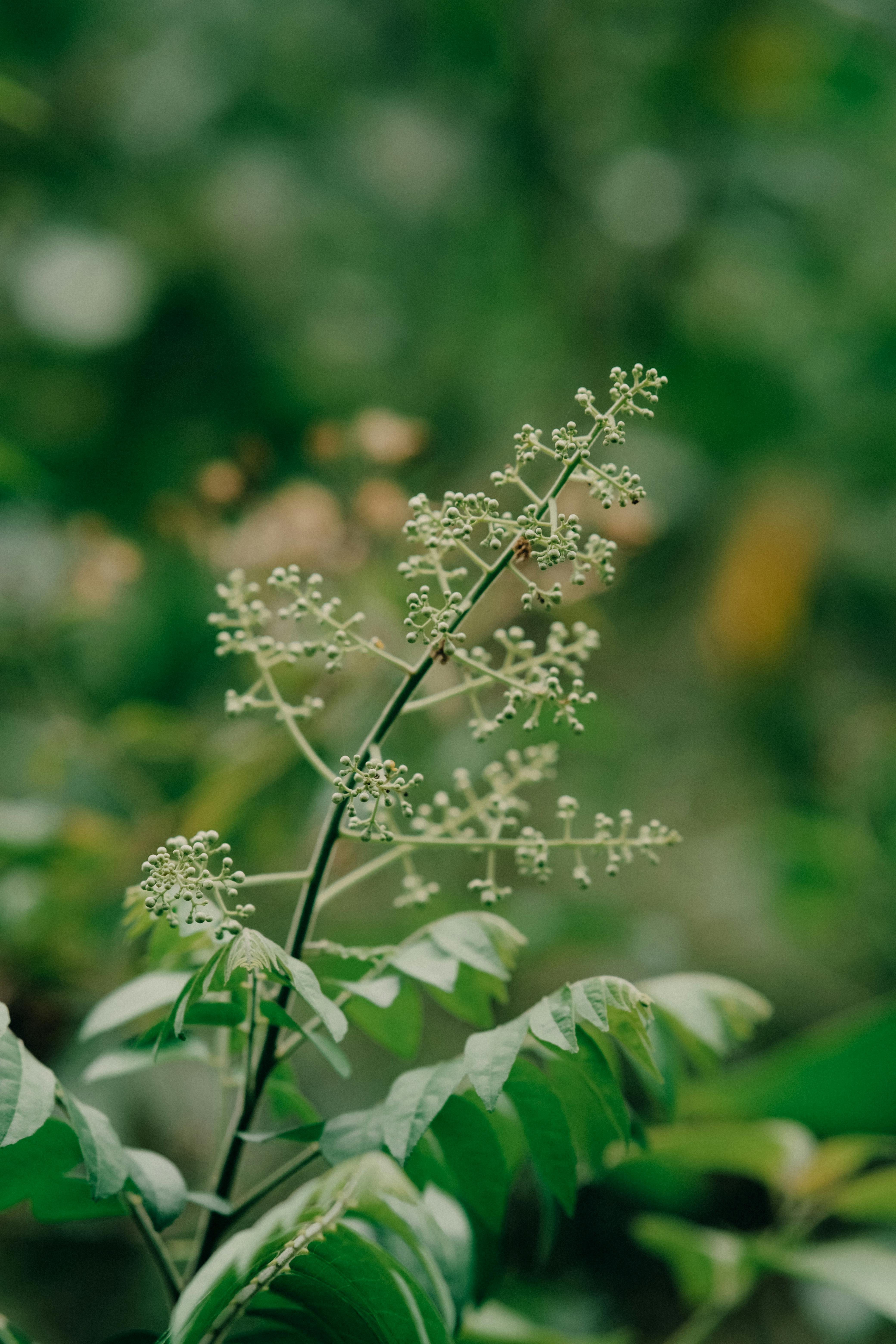 Neem Tree Flower