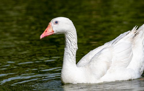 White Goose Floating on the Lake