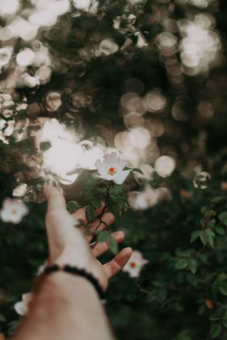 Photo Of A Hand Touching A Flower