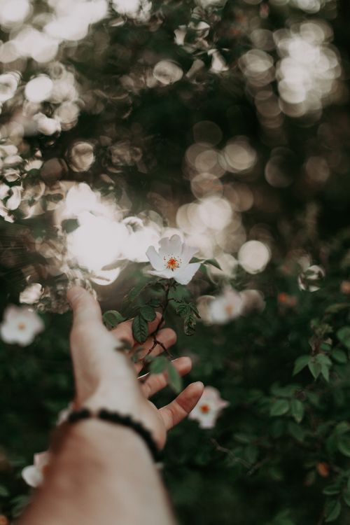 Free A hand gently reaching out to touch a white blossom amidst greenery, creating a serene and natural setting. Stock Photo