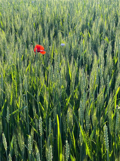 Poppy in Green Wheat Field 