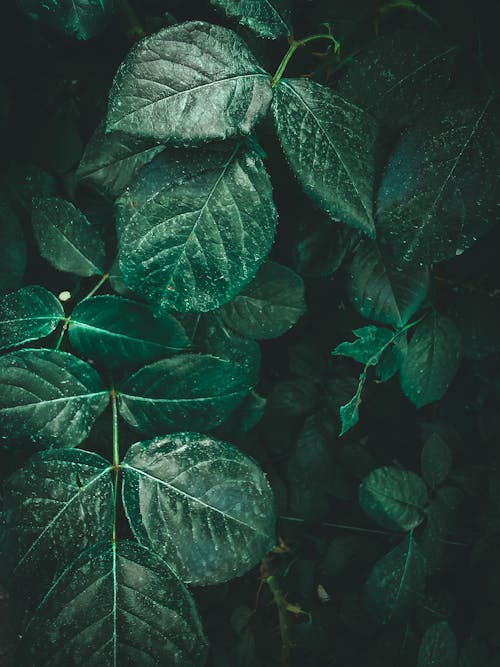 나뭇잎, 녹색, 담쟁이덩굴의 무료 스톡 사진