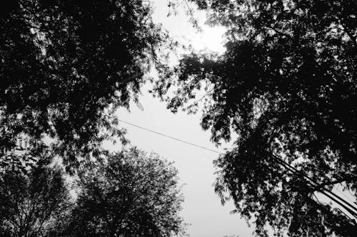 Бесплатное стоковое фото с ветви, высокий, деревья